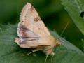 Bordered Straw